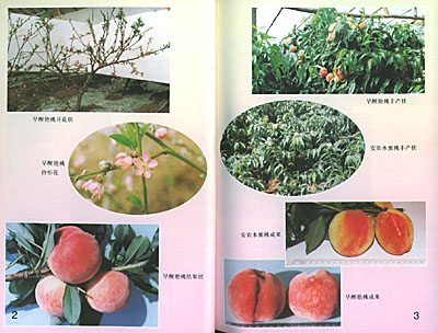 果树种植有哪些技巧和方法(果树种植技巧和方法)?插图6 果树种植有哪些技巧和方法(果树种植技巧和方法)?插图6