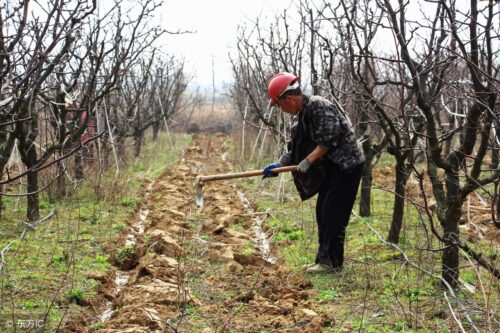果树种植的株距和行距该如何确定(果树种植的株距和行距)?插图4 果树种植的株距和行距该如何确定(果树种植的株距和行距)?插图4