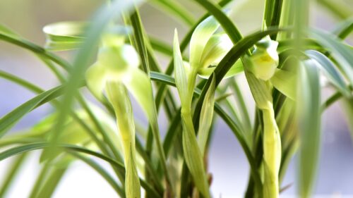 兰花开春用什么肥（立春后兰花用什么肥）？-会东网