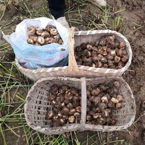 东北种马蹄吗?东北种植的可行性与挑战?插图 东北种马蹄吗?东北种植的可行性与挑战?插图