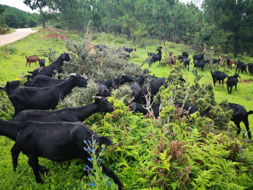 会东县黑山羊养殖在哪个镇?介绍会东堵格镇黑山羊产业?插图5 会东县黑山羊养殖在哪个镇?介绍会东堵格镇黑山羊产业?插图5