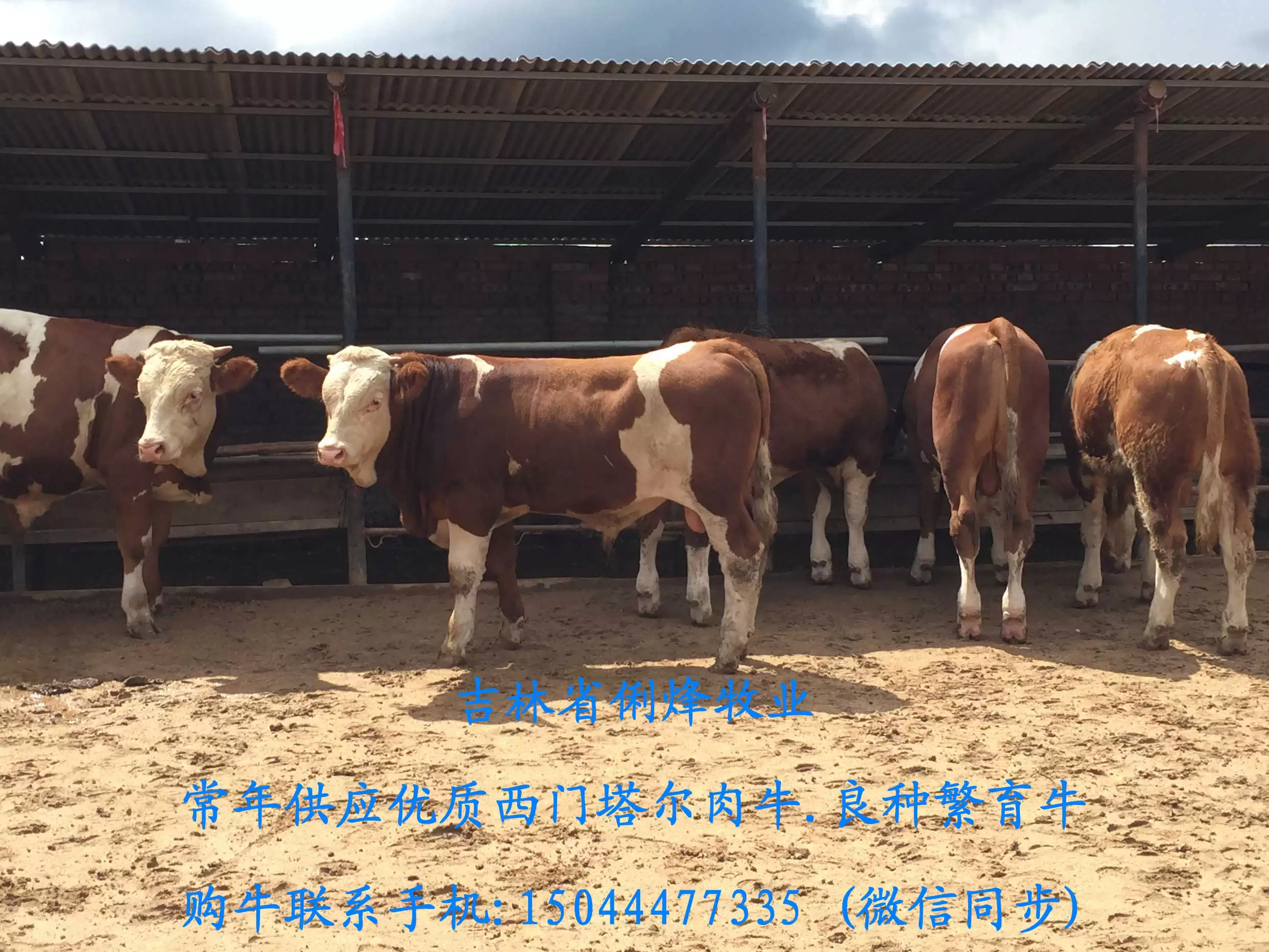 养牛那些事儿：从新手到行家的进阶之路-会东网