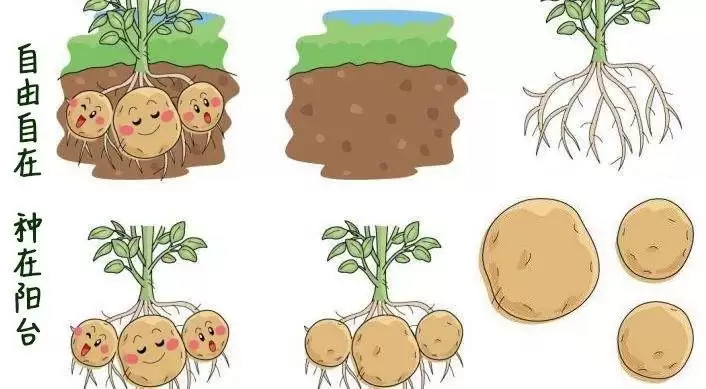 解锁土豆种植新姿势，收获满满不是梦！插图4