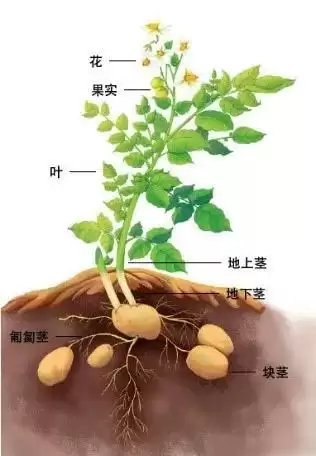 解锁土豆种植新姿势，收获满满不是梦！插图2