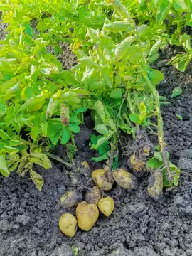 解锁土豆种植新姿势，收获满满不是梦！插图1