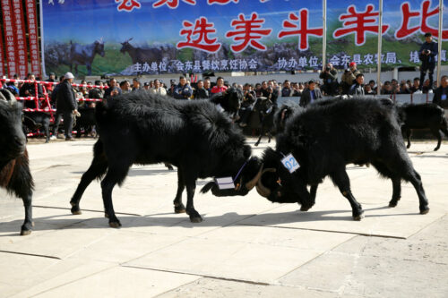 四川羊肉看会东县堵格镇(四川羊肉哪里的好)?插图5 四川羊肉看会东县堵格镇(四川羊肉哪里的好)?插图5