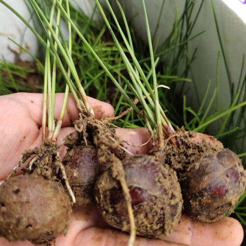 东北种马蹄吗?东北种植的可行性与挑战?插图1 东北种马蹄吗?东北种植的可行性与挑战?插图1