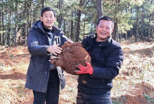 会东黑嘎国有林区茯苓大丰收 首季销售额预计达 70 万-会东网