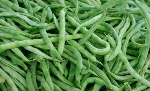 立春种什么菜（立春适合种什么菜）？-会东网