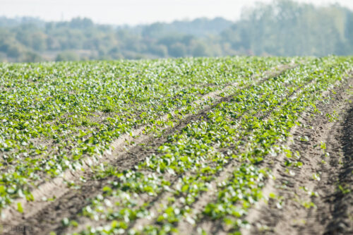 种植莴苣的方法有哪些要点？插图2