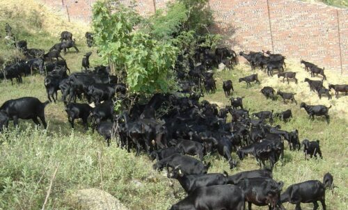 四川羊肉看会东县堵格镇(四川羊肉哪里的好)?插图3 四川羊肉看会东县堵格镇(四川羊肉哪里的好)?插图3