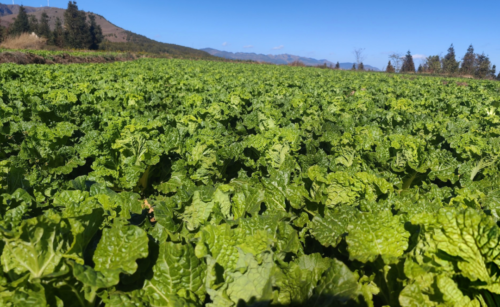 会东县探索轮作种植模式，促进农业增效农民增收插图1