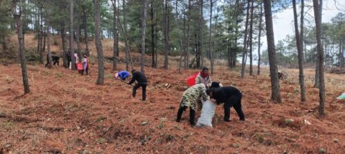 会东林下中药材产业助力乡村振兴,实现生态与经济双赢-会东网