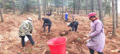 会东林下中药材产业助力乡村振兴,实现生态与经济双赢插图1 会东林下中药材产业助力乡村振兴,实现生态与经济双赢插图1