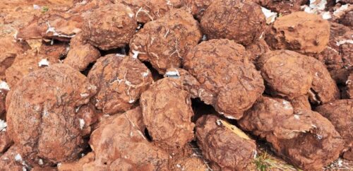 会东林下中药材产业助力乡村振兴,实现生态与经济双赢插图2 会东林下中药材产业助力乡村振兴,实现生态与经济双赢插图2