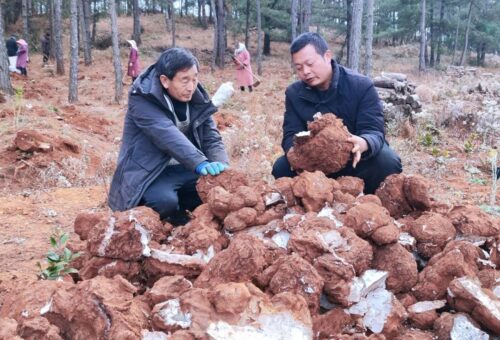 会东林下中药材产业助力乡村振兴,实现生态与经济双赢插图3 会东林下中药材产业助力乡村振兴,实现生态与经济双赢插图3