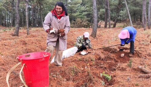 会东林下中药材产业助力乡村振兴,实现生态与经济双赢插图5 会东林下中药材产业助力乡村振兴,实现生态与经济双赢插图5