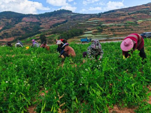 会东县探索轮作种植模式,促进农业增效农民增收-会东网
