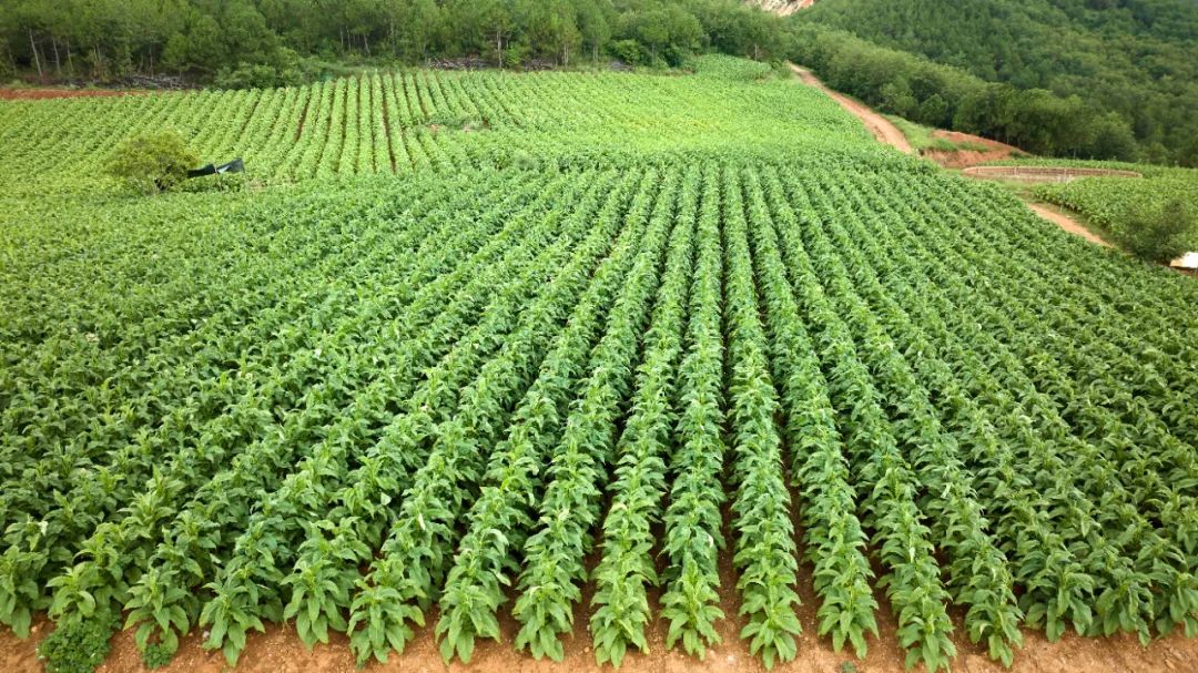 回首 2024 成绩斐然,会东擘画 2025 经济发展新蓝图插图1 回首 2024 成绩斐然,会东擘画 2025 经济发展新蓝图插图1