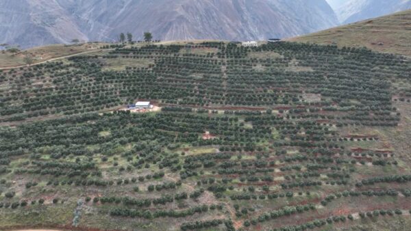 会东牛油果产业崛起，冷链仓储成发展 “助推器”-会东网
