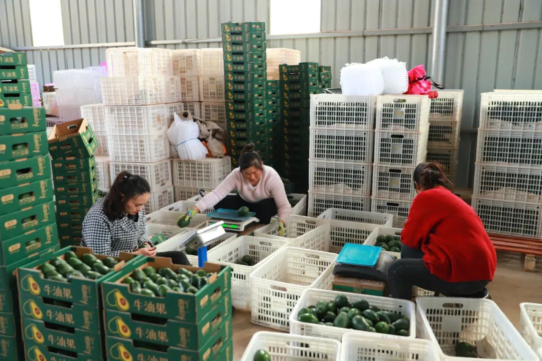 会东牛油果产业崛起，冷链仓储成发展 “助推器”插图3