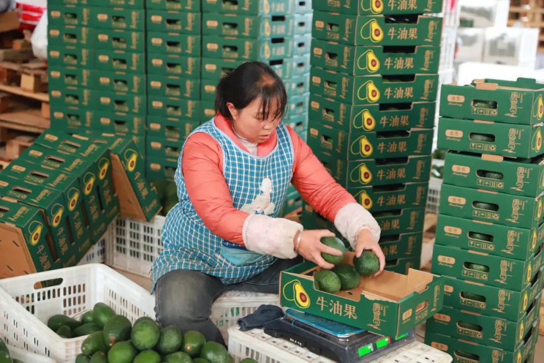 会东牛油果产业崛起，冷链仓储成发展 “助推器”插图1