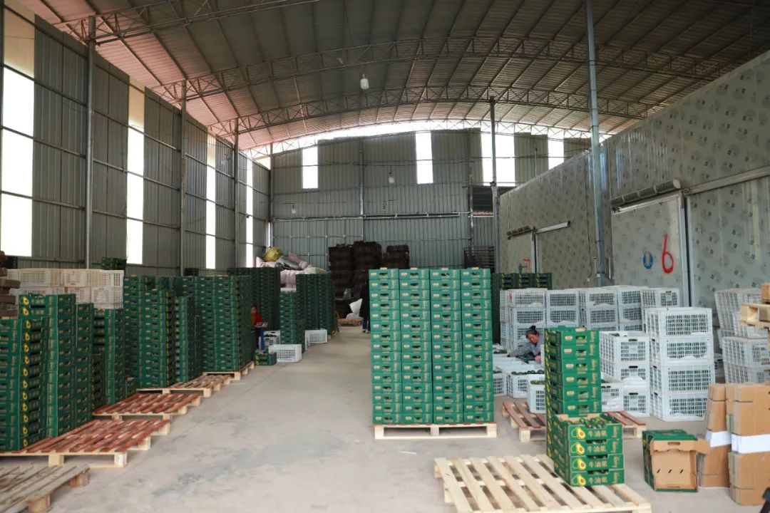 会东牛油果产业崛起，冷链仓储成发展 “助推器”插图2