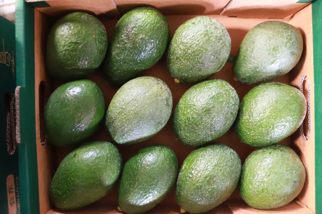 会东牛油果产业崛起，冷链仓储成发展 “助推器”插图4