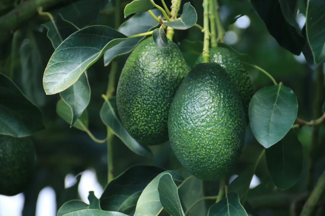 会东牛油果产业崛起，冷链仓储成发展 “助推器”插图5