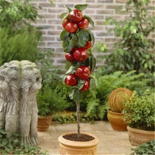 果树种植有哪些技巧和方法(果树种植技巧和方法)?插图 果树种植有哪些技巧和方法(果树种植技巧和方法)?插图