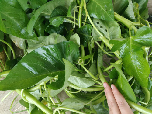 开春可以种什么蔬菜(开春能够种什么蔬菜)?插图1 开春可以种什么蔬菜(开春能够种什么蔬菜)?插图1