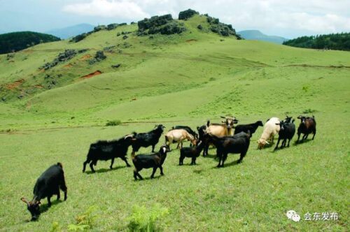 会东县黑山羊养殖在哪个镇?介绍会东堵格镇黑山羊产业?插图6 会东县黑山羊养殖在哪个镇?介绍会东堵格镇黑山羊产业?插图6