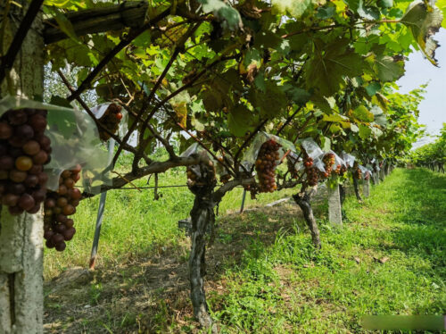 葡萄开春施肥（立春后葡萄怎么施肥）？插图1