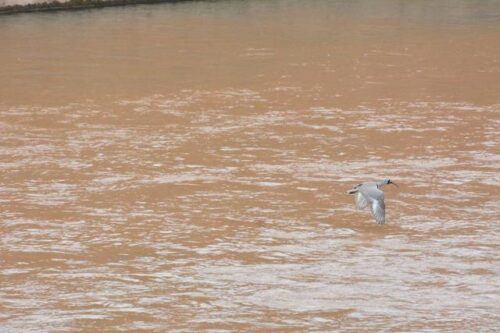 会东生态 “成绩单” 上新：首现国家二级保护动物鹮嘴鹬插图1