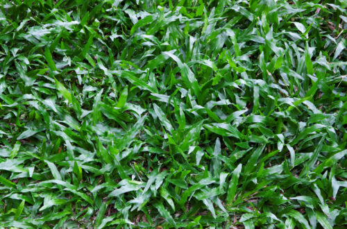 开春可以种什么蔬菜(开春能够种什么蔬菜)?-会东网