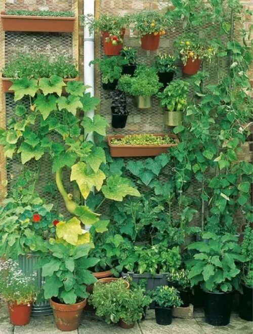 阳台种莴苣需要多深的箱子?容器要求与种植要点?插图1 阳台种莴苣需要多深的箱子?容器要求与种植要点?插图1