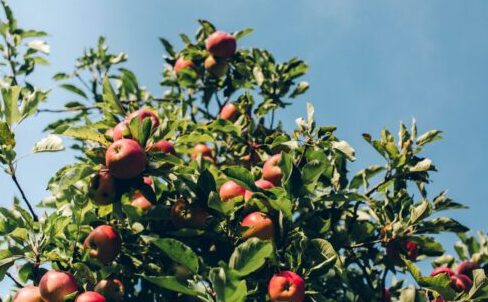 果树种植最佳时间是什么时候(果树种植最佳时间)?插图1 果树种植最佳时间是什么时候(果树种植最佳时间)?插图1