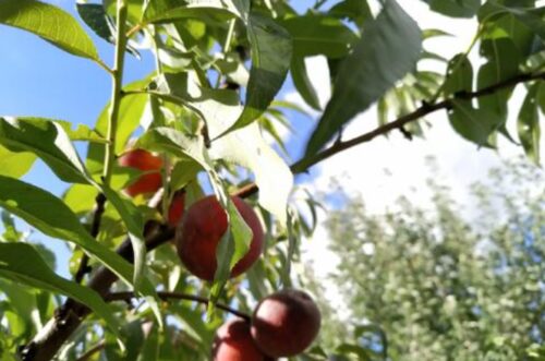 果树种植有哪些技巧和方法(果树种植技巧和方法)?插图3 果树种植有哪些技巧和方法(果树种植技巧和方法)?插图3