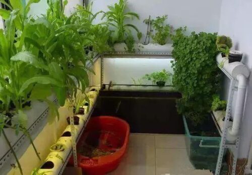 阳台种莴苣需要多深的箱子？容器要求与种植要点？-会东网