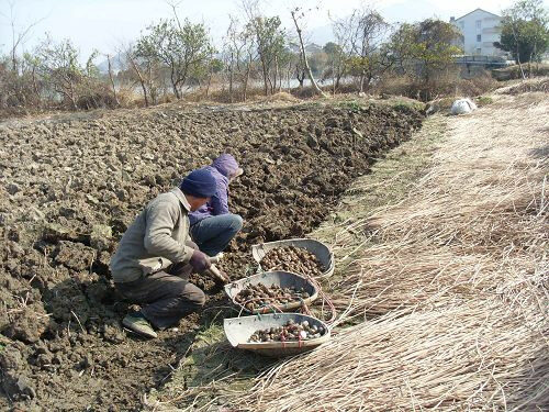 马蹄适合什么土壤种植?土壤适应性与改良要点?插图3 马蹄适合什么土壤种植?土壤适应性与改良要点?插图3