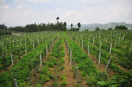 果树种植的株距和行距该如何确定(果树种植的株距和行距)?插图1 果树种植的株距和行距该如何确定(果树种植的株距和行距)?插图1