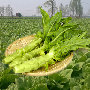 莴苣什么时间种植最适宜？插图3