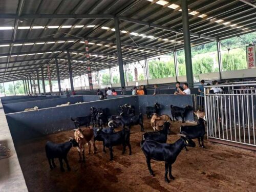 中国羊肉哪里的好(我国羊肉哪里的好)插图6 中国羊肉哪里的好(我国羊肉哪里的好)插图6