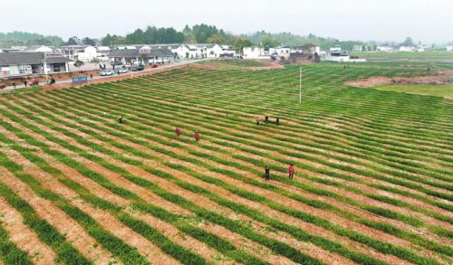 立春春耕注意事项(立春春耕有哪些注意事项)?插图3 立春春耕注意事项(立春春耕有哪些注意事项)?插图3