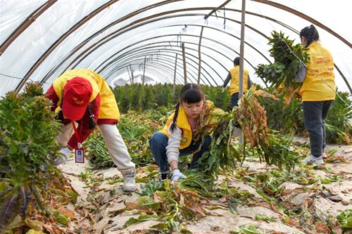 莴苣什么时间种植最适宜？插图2