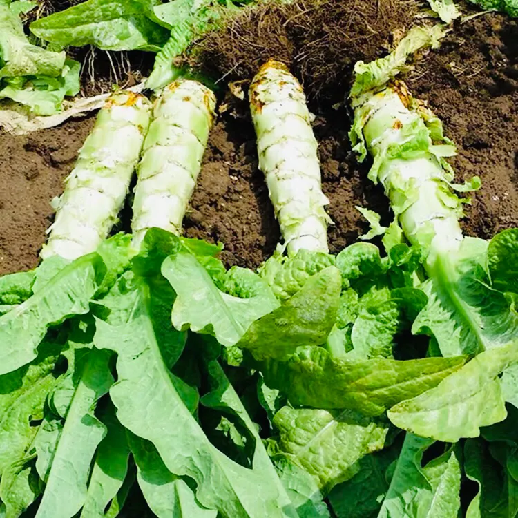 莴苣什么时间种植最适宜？插图5