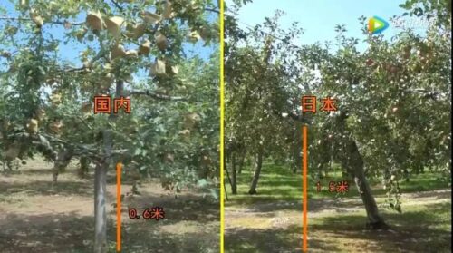 果树种植的株距和行距该如何确定(果树种植的株距和行距)?-会东网