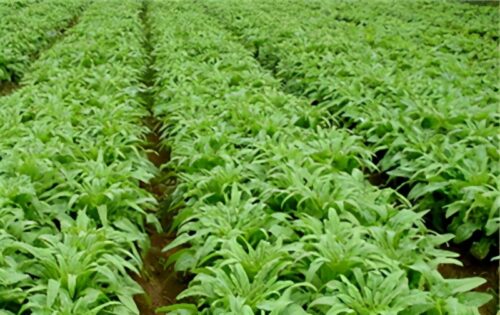 莴苣什么时间种植最适宜？-会东网