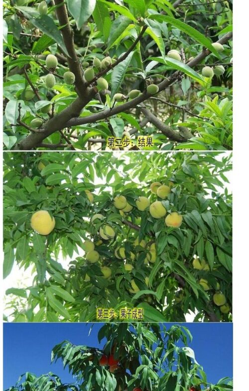 果树种植最佳时间是什么时候(果树种植最佳时间)?插图2 果树种植最佳时间是什么时候(果树种植最佳时间)?插图2