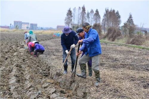 东北种马蹄吗?东北种植的可行性与挑战?插图3 东北种马蹄吗?东北种植的可行性与挑战?插图3